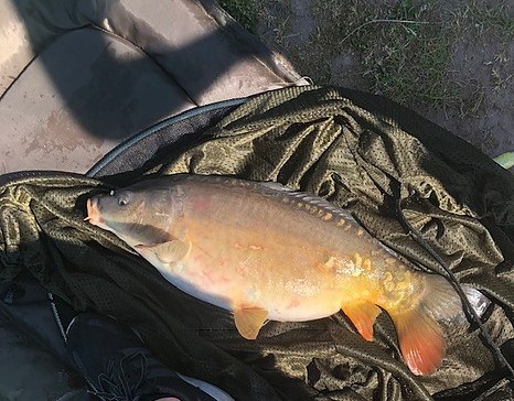 Carp caught using a method feeder