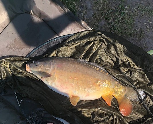 Carp on an unhooking mat