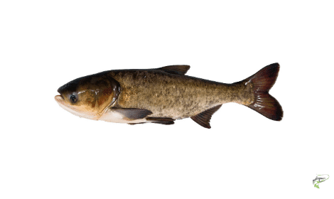 Types of Carp - Bighead Carp