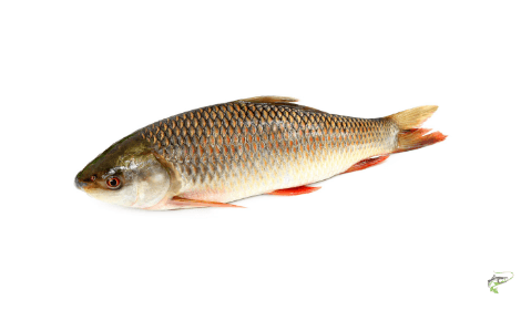 Types of Carp - Rohu Carp