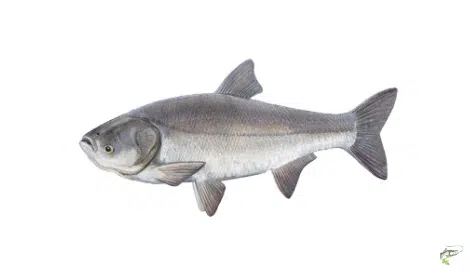 Types of Carp - Silver Carp