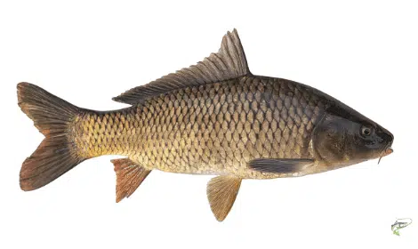 Types of carp - Common Carp on white background