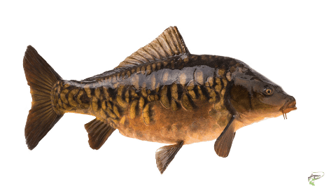 Types of carp  - Mirror Carp on white background