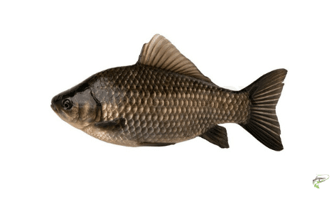 Types of carp - crucian carp