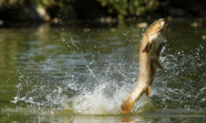 Why do carp jump out of the water - carp jumping