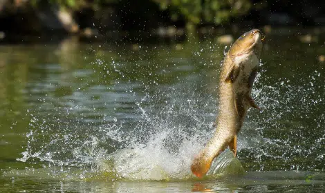 Why do Carp Jump out of the Water? | Best of Angling