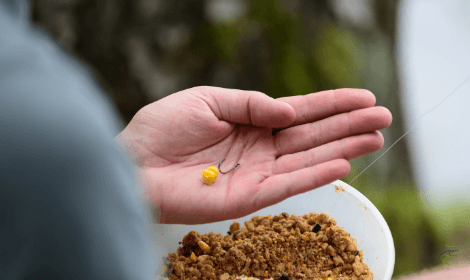 The best bait for carp - sweetcorn on fishing hook