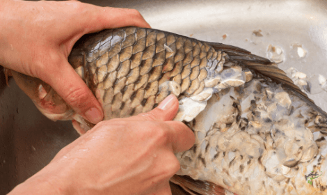 Are Carp Edible - Descaling Carp