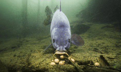 Are carp bottom feeders - carp feeding on boilies on bottom