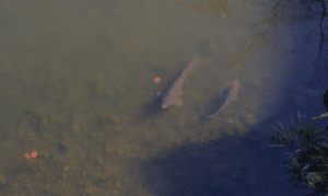 How Carp Feed - carp visible in shallow water