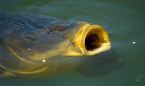 How carp feed - carp feeding on surface