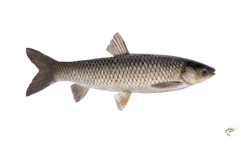 what is carp fishing - Grass Carp