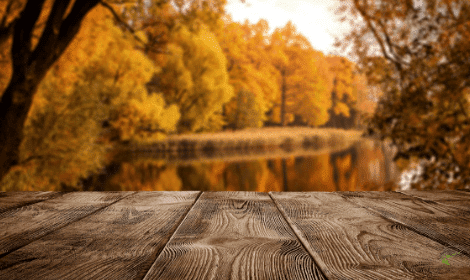 The 9 Best Autumn Carp Fishing Tips - Autumn Carp Fishing Tips Carp In Lake With Autumn Leaves 1