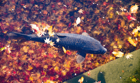 Autumn Carp Fishing Tips - Carp in lake with autumn leaves