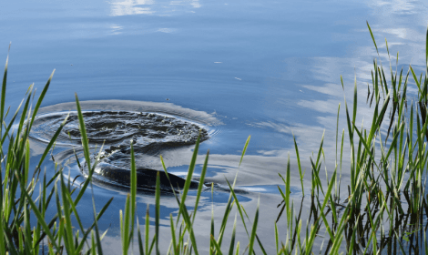 Carp Fishing in Weeds - carp swimming on surface beside weeds