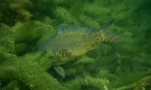 Carp Fishing in weeds - Carp Swimming in Weed