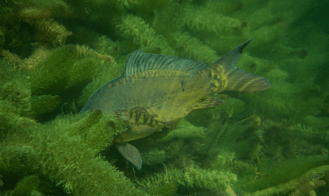 Carp Fishing in weeds - Carp Swimming in Weed