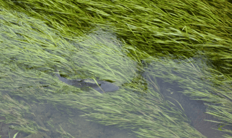 Carp fishing in weeds - Carp swimming in dense weeds