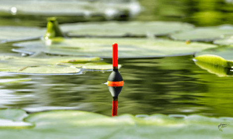 Float fishing for carp - float in lily pads