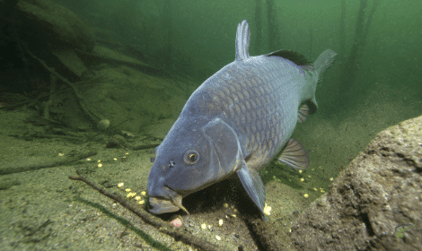 What do carp eat - Carp Feeding on Bottom