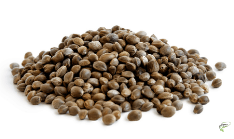 Best bait for carp fishing in winter - hemp on white background