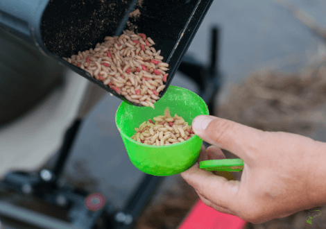 Best bait for carp in winter - maggots in box used for fishing