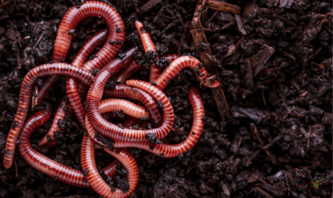 Carp Fishing with worms - worms in soil