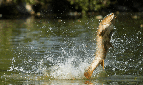 Pre-baiting for carp - carp jumping