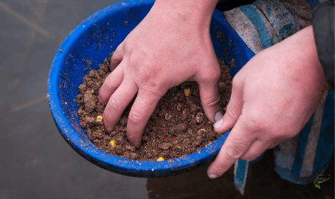 Pre-baiting for carp- mixed carp bait for feeding