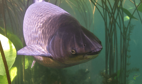 What is a Grass Carp - Grass Carp Swimming Close Up