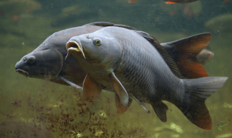 What is a common carp - Two Carp Underwater