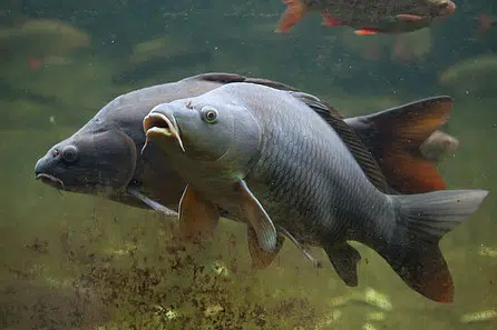 What is a Common Carp? – Distribution, Habitat, Spawning, Fishing & More.