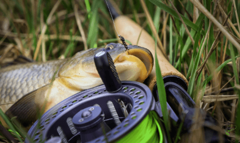 How to Fly fish for carp - carp caught on nymph fly