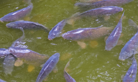 How to Surface fish for carp - group of carp swimming on surface