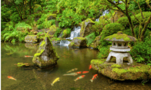 What are Koi Carp - Japanese style koi pond