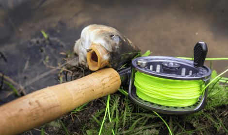 how to fly fish for carp - carp caught on fly rod and reel