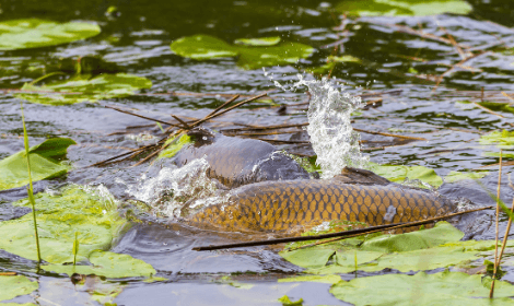 how to fly fish for carp - carp spawning in lily pads