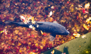 Best Season for Carp Fishing - Carp in lake with autumn leaves