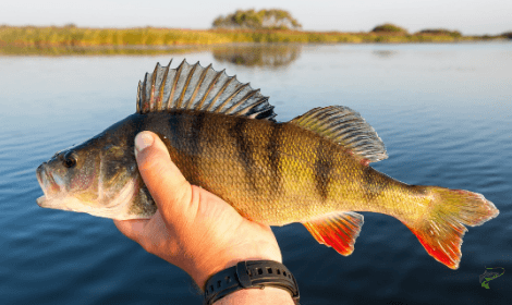 Carp fishing with prawns - perch caught on prawns