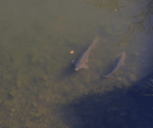 How to Stalk Carp? – Learn the Process