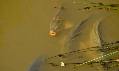 Are Carp Invasive - Carp in dirty water