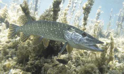 Are Carp Invasive - Pike underwater