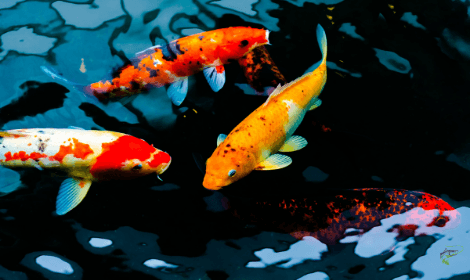 Carp Facts -  koi carp swimming in dark coloured water