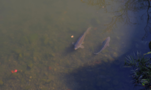 Carp Fishing Tips- carp visible in shallow water