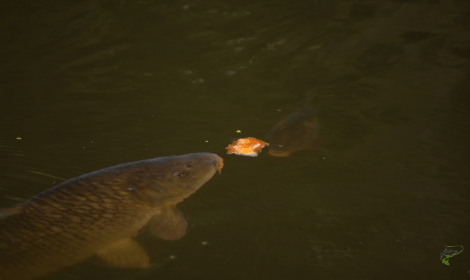 Carp Fishing with Bread - Carp eating bread from surface in murky lake