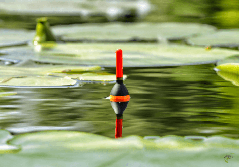 What is coarse fishing - float surrounded by lily pads