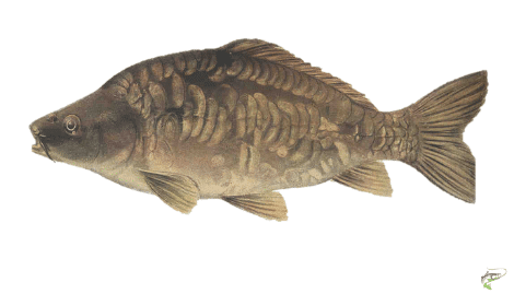 What is match carp fishing - Mirror Carp