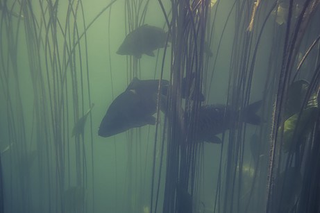 are-carp-invasive-carp-species-swimming-underwater