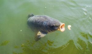 carp-fishing-with-bread-carp-eating-bread-from-surface