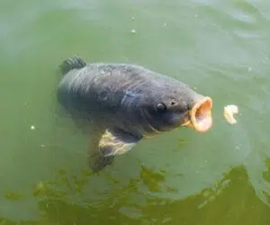 Carp Fishing with Bread – Is it the best bait?